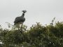 Day04 - 05 * Southern Screamer